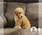 Small Photo #6 Poodle (Miniature) Puppy For Sale in BERLIN, NJ, USA