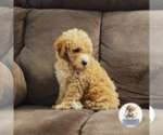 Small #5 Poodle (Miniature)