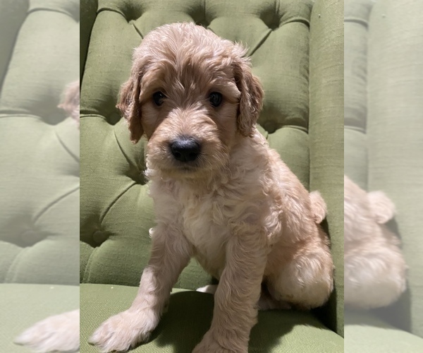 Medium Photo #8 Labradoodle Puppy For Sale in AMERICAN CANYON, CA, USA