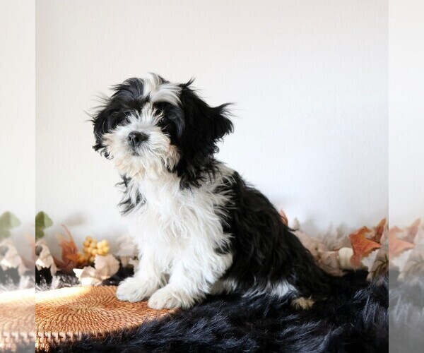 Medium Photo #2 Zuchon Puppy For Sale in ARTHUR, IL, USA