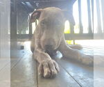 Small #9 American Pit Bull Terrier-German Shepherd Dog Mix