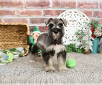 Small #5 Schnauzer (Miniature)