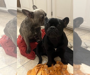Mother of the French Bulldog puppies born on 07/07/2025