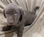 Puppy Hunter Labrador Retriever