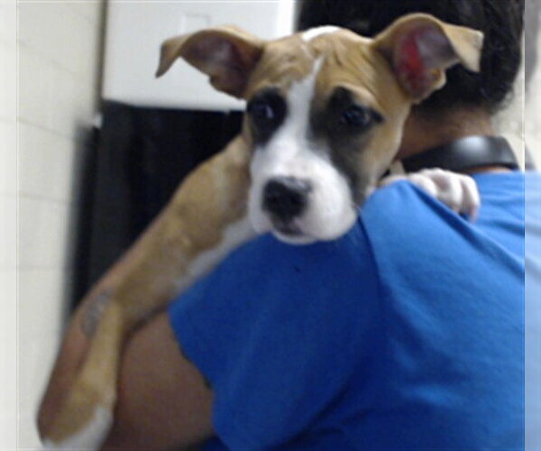 Medium Photo #1 Labrador Retriever-Unknown Mix Puppy For Sale in Fayetteville, NC, USA