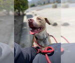 Small #24 American Staffordshire Terrier Mix