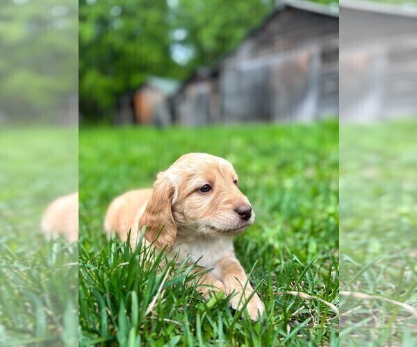 Medium Photo #1 Double Doodle Puppy For Sale in PALMER, AK, USA