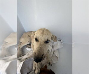 Labrador Retriever Dogs for adoption in Houston, TX, USA