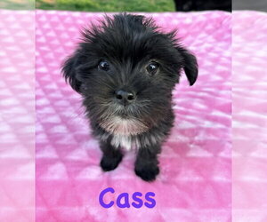 Shih Tzu-Unknown Mix Dogs for adoption in Lewistown, PA, USA