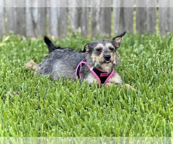 Medium Photo #4 Border Terrier-Unknown Mix Puppy For Sale in Rosenberg, TX, USA