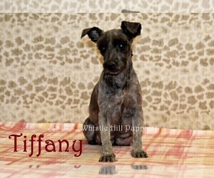Mother of the Schnauzer (Miniature) puppies born on 01/04/2023