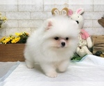 Small Photo #3 Pomeranian Puppy For Sale in MANHATTAN, NY, USA
