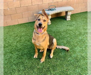 German Shepherd Dog-Unknown Mix Dogs for adoption in Moreno Valley, CA, USA