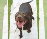 Small #2 Labrador Retriever Mix