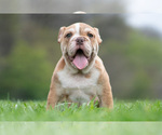 Small #7 Bulldog
