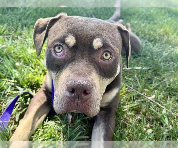 Medium Photo #2 Mutt Puppy For Sale in Martinez, CA, USA