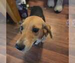 Small #3 Beagle