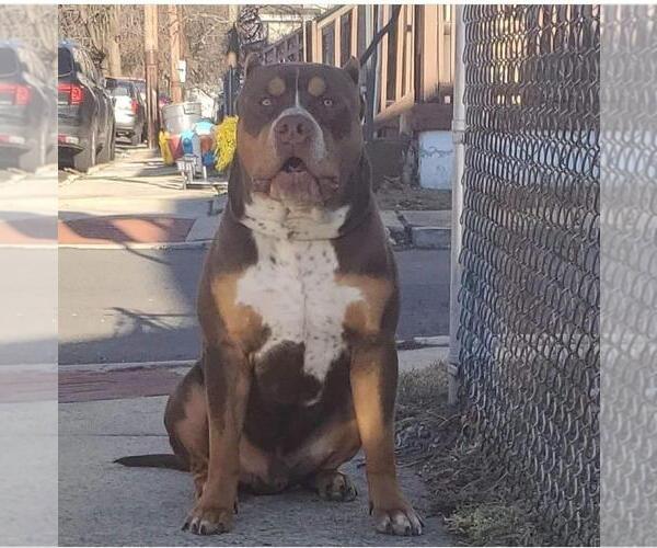 Medium Photo #1 American Bully Puppy For Sale in WILLINGBORO, NJ, USA