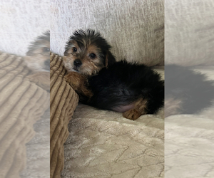 YorkiePoo Puppy for sale in VIRGINIA BEACH, VA, USA