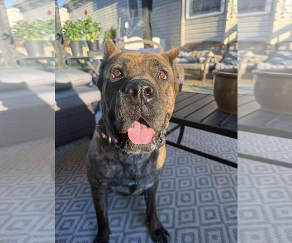 Medium Photo #2 Mutt Puppy For Sale in Spotsylvania, VA, USA