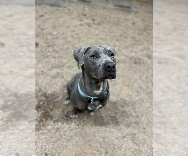 Medium Photo #2 American Pit Bull Terrier Puppy For Sale in Benton, PA, USA