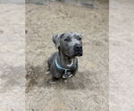 Small #1 American Pit Bull Terrier