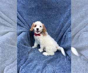 Cavapoo Puppy for sale in JEFFERSONVILLE, IN, USA