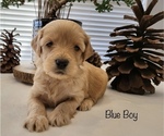 Small Photo #2 Goldendoodle Puppy For Sale in LEWISVILLE, TX, USA