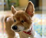 Small #3 Pomeranian