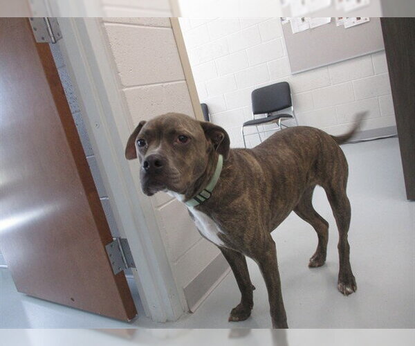 Medium Photo #1 American Pit Bull Terrier-Unknown Mix Puppy For Sale in Ocala, FL, USA