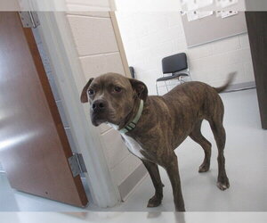 American Pit Bull Terrier-Unknown Mix Dogs for adoption in Ocala, FL, USA