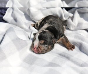 English Bulldog Puppy for sale in PALM BEACH, FL, USA