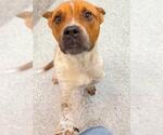 Small #1 Boxer Mix
