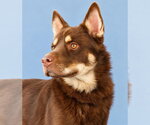 NUKA - Male Siberian Husky Dog for Adoption - Small photo