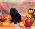 Small Photo #5 Poodle (Toy) Puppy For Sale in OSCEOLA, MO, USA