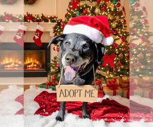 Labrador Retriever-Unknown Mix Dogs for adoption in Caldwell, NJ, USA