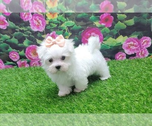 Medium Maltese