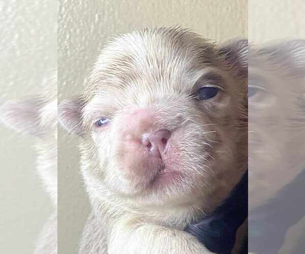 Medium Photo #9 French Bulldog Puppy For Sale in CORDOVA, TN, USA