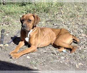 Boxer-Unknown Mix Dogs for adoption in San Antonio, TX, USA