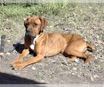 Small Boxer Mix