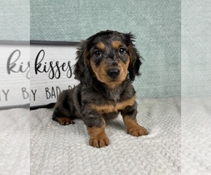 Dachshund Puppy for sale in FRANKLIN, IN, USA