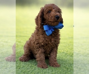 Goldendoodle mix (+ Poodle Miniature) Puppy for sale in CHULA VISTA, CA, USA