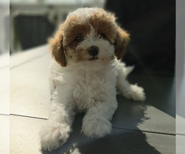 Medium Photo #18 Miniature Labradoodle Puppy For Sale in SAN DIEGO, CA, USA