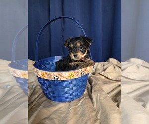 Yorkshire Terrier Puppy for Sale in HUNTSVILLE, Alabama USA