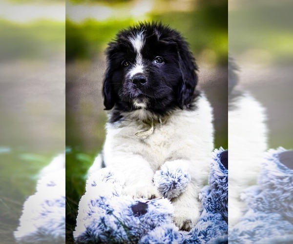 Medium Photo #1 Newfoundland Puppy For Sale in MADISON, WI, USA