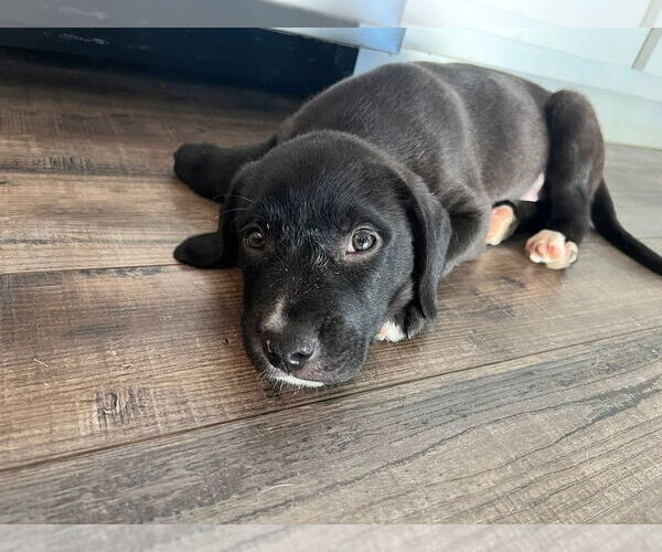 Medium Photo #1 Mutt Puppy For Sale in Evansville, IN, USA