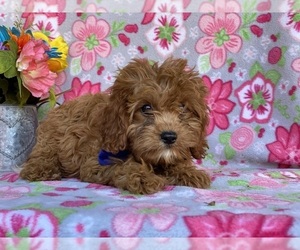 Cavapoo Puppy for sale in LANCASTER, PA, USA