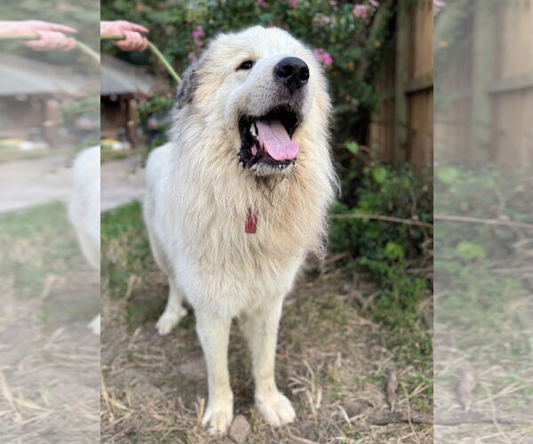 Medium Photo #8 Great Pyrenees Puppy For Sale in Spring, TX, USA
