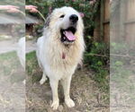Small #7 Great Pyrenees