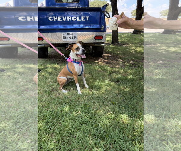 Medium Photo #10 Boxer-Unknown Mix Puppy For Sale in Euless, TX, USA